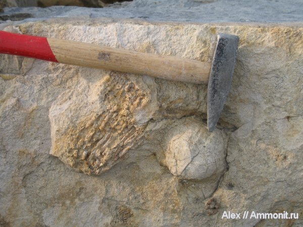 брахиоподы, карбон, кораллы, Productida