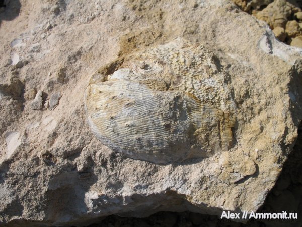 брахиоподы, карбон, Linoproductus, Productida