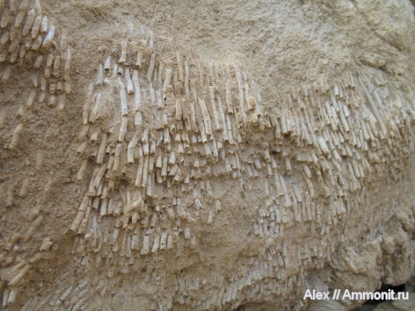 карбон, кораллы, Rugosa, Siphonodendron, Lithostrotionidae