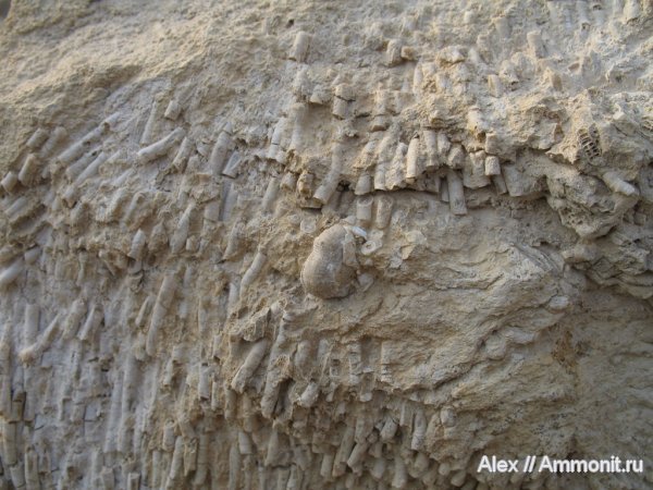 брахиоподы, карбон, кораллы, Siphonodendron, Lithostrotionidae