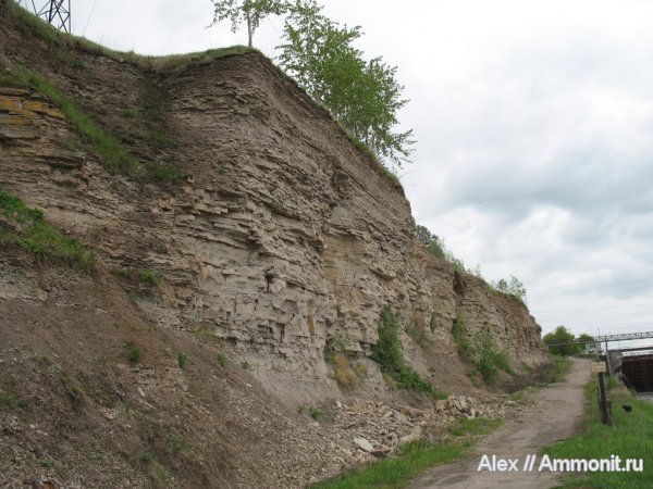 трилобиты, ордовик, р. Волхов, Ordovician