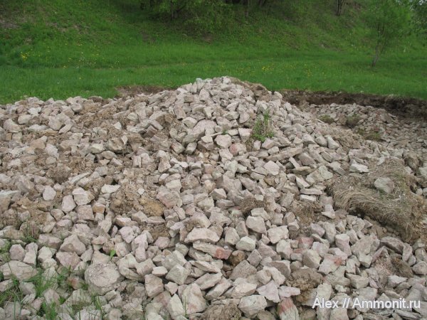 трилобиты, ордовик, р. Волхов, Ordovician