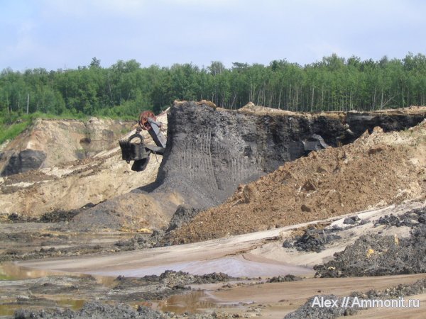 карбон, юра, Голутвин, Jurassic