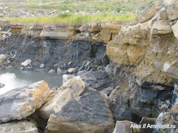 брахиоподы, карбон, глины