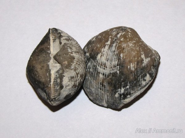 брахиоподы, Домодедово, Choristites, Spiriferida