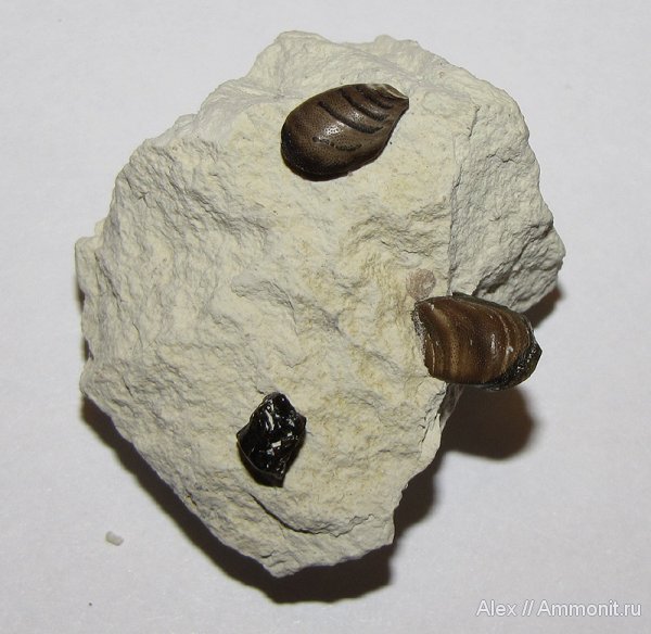 карбон, рыбы, зубы, Deltodus, fish, teeth