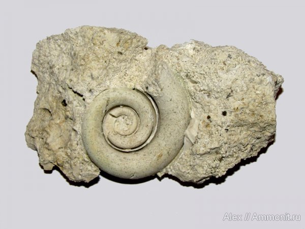 гастроподы, карбон, Домодедово, Euomphalus