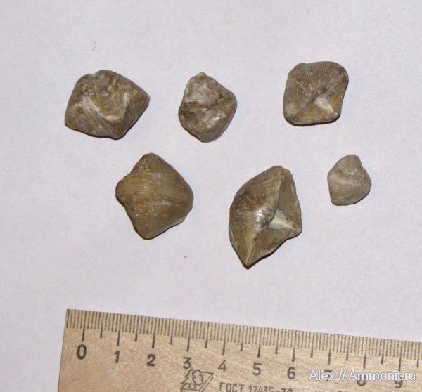 брахиоподы, девон, Devonian, Cyrtospirifer, Cyrtospirifer zadonicus, Spiriferida