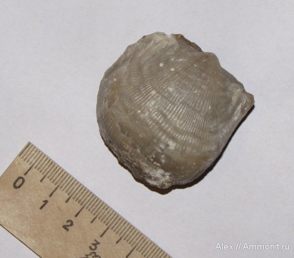 брахиоподы, девон, Devonian