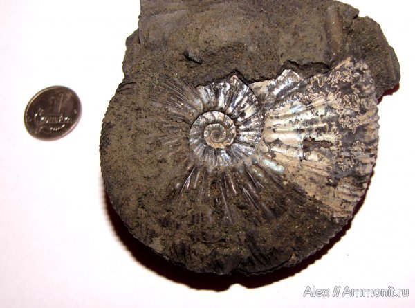 аммониты, юра, Воскресенск, Virgatites, Елкино, волжский ярус, Virgatites virgatus, Ammonites, Virgatitidae, Volgian, Jurassic