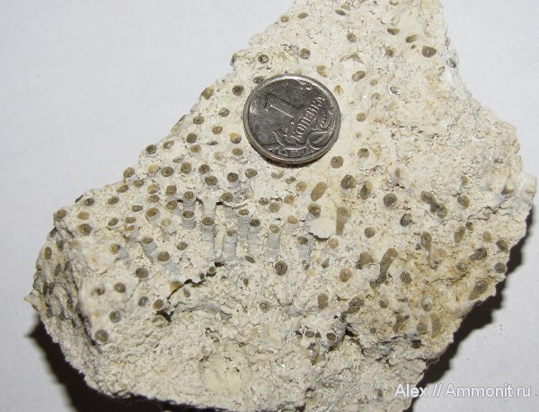 карбон, кораллы, Домодедово, каменноугольный период, Carboniferous, Syringoporida