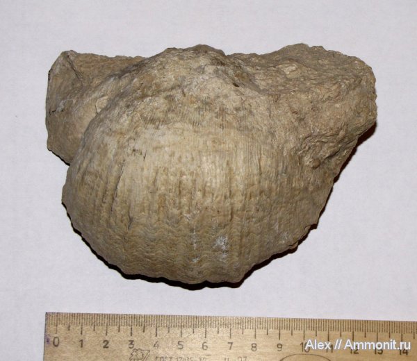 брахиоподы, карбон, Михайлов, продуктиды, плеченогие, Gigantoproductus, нижний карбон, Productida