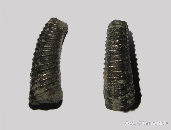 аммониты, мел, гетероморфные аммониты, Карачаево-Черкессия, Toxoceratoides, Ammonites, Cretaceous, heteromorph ammonites