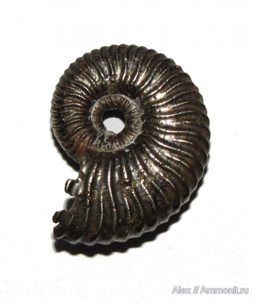 аммониты, мел, Карачаево-Черкессия, Deshayesites, Ammonites, Deshayesitidae, Aptian, Cretaceous