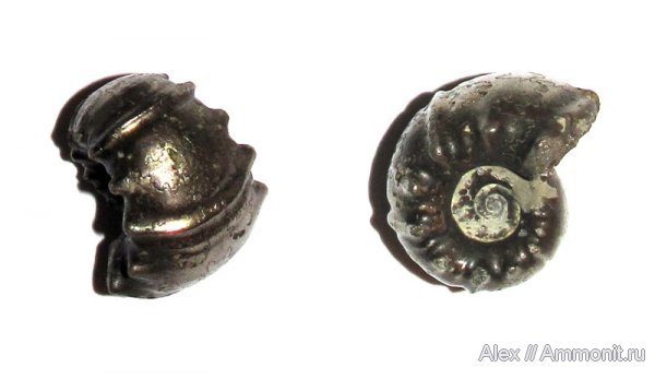 аммониты, мел, Карачаево-Черкессия, Ammonites, Douvilleiceratidae, Cheloniceras, Cretaceous