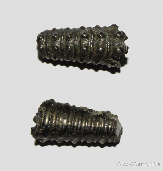 аммониты, мел, гетероморфные аммониты, Карачаево-Черкессия, Toxoceratoides, Ammonites, Cretaceous, heteromorph ammonites