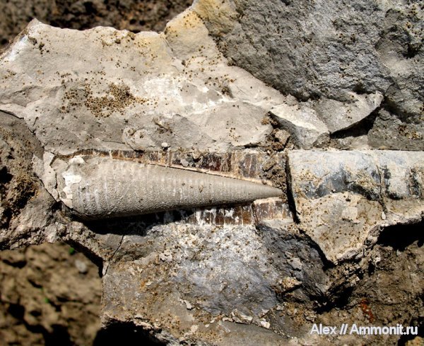 белемниты, юра, Михайлов, Cylindroteuthis, келловей, фрагмоконы, Callovian, Jurassic, Middle Jurassic, belemnites, phragmocones