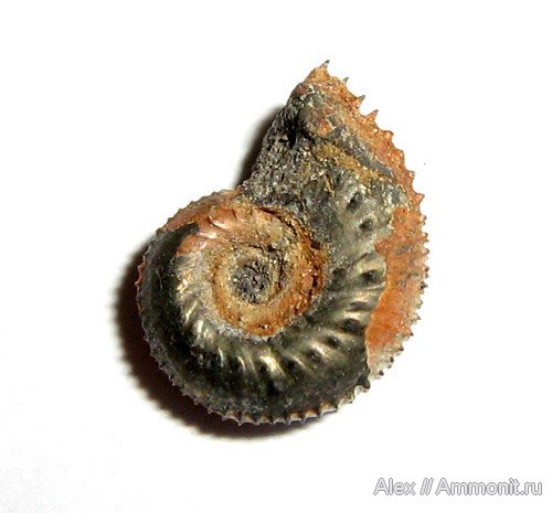 аммониты, юра, Михайлов, Kosmoceras, келловей, Kosmoceratidae, Ammonites, Callovian, Jurassic, Middle Jurassic