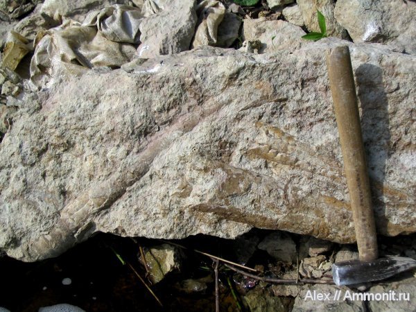 ордовик, эндоцерасы, Endoceras, Endocerida, р. Лава, Ordovician