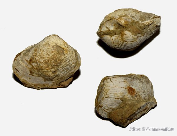 юра, Михайлов, двустворки, двустворчатые моллюски, келловей, Callovian, Jurassic, Middle Jurassic