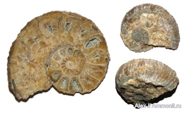 аммониты, мел, Epicheloniceras, аптский ярус, Ammonites, Douvilleiceratidae, Epicheloniceras waageni, Aptian, Cretaceous