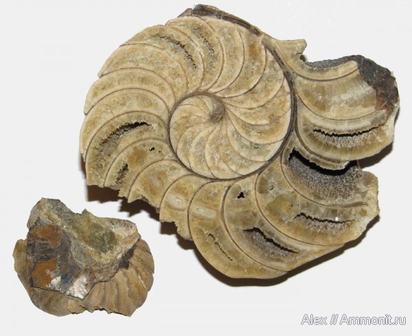 мел, наутилусы, р. Лаба, Cymatoceras, Nautilida, Cretaceous