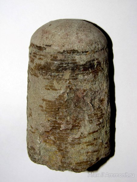 Путилово, эндоцерасы, Endoceras, Endocerida, Ordovician