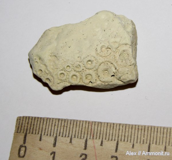 морские ежи, иглокожие, карбон, Цемгигант, Archaeocidaris