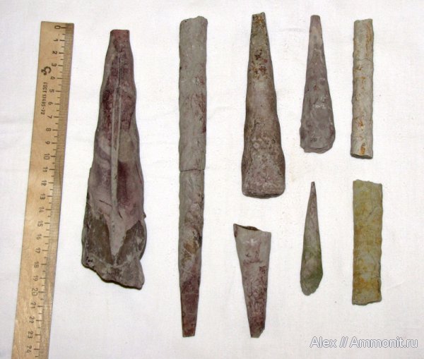 ордовик, р. Волхов, Путилово, эндоцерасы, Endocerida, р. Лава, Ordovician