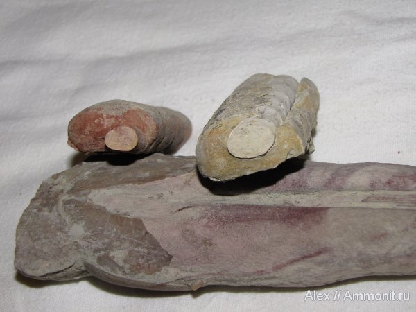 ордовик, р. Волхов, эндоцерасы, Endoceras, сифон, Endocerida, Ordovician