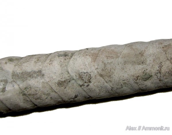 ордовик, р. Волхов, эндоцерасы, Endoceras, сифон, Endocerida, Ordovician