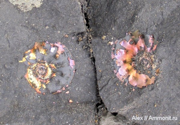 аммониты, юра, Голутвин, Cardioceras, Ammonites, Cardioceras zenaidae, Jurassic