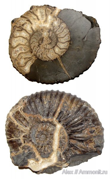 аммониты, мел, Ammonites, Acanthohoplites, Parahoplitidae, Cretaceous