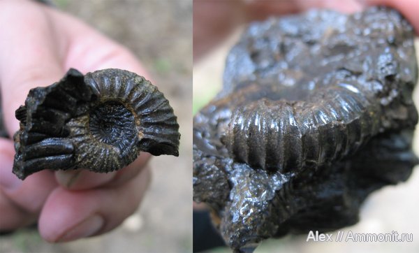аммониты, Коломенское, Pavlovia, Pavlovia pavlovi, Ammonites, Dorsoplanitidae