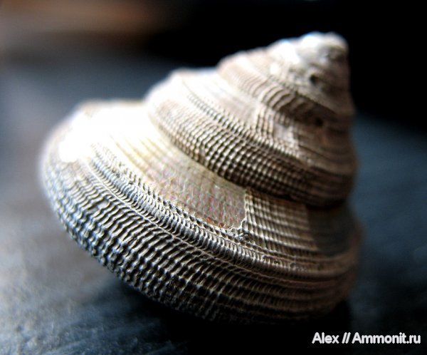 гастроподы, Пески, Bathrotomaria, брюхоногие моллюски, Pleurotomariidae