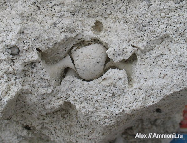 гастроподы, карбон, Домодедово, Bellerophon, Bellerophontidae