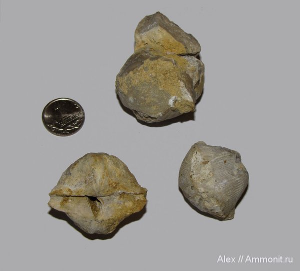 брахиоподы, девон, Devonian, Cyrtospirifer, Spiriferida, Cyrtospirifer archiaci