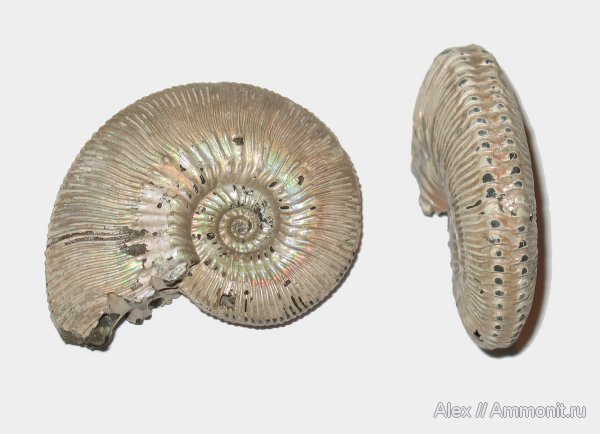 юра, Михайлов, Kosmoceras, келловей, Kosmoceras phaeinum, Kosmoceratidae, Callovian, Jurassic, Middle Jurassic