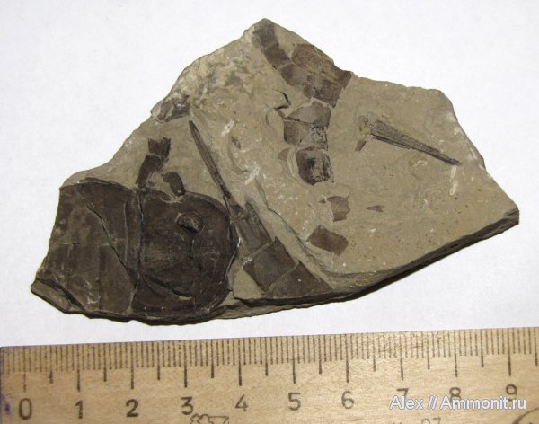 силур, ракоскорпионы, эвриптериды, Silurian, Eurypterus