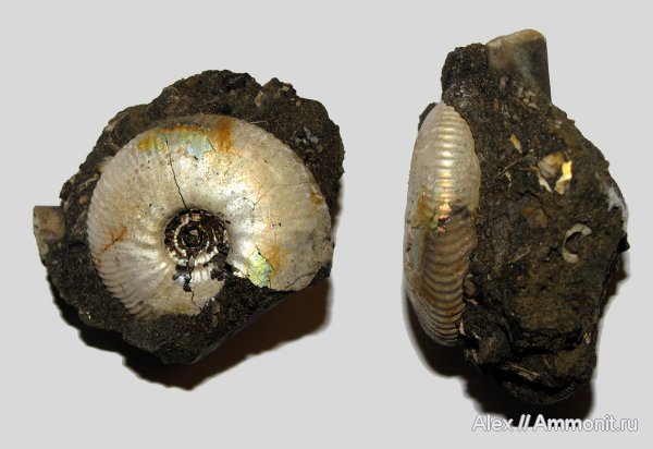 аммониты, юра, волжский ярус, Craspedites, Craspedites nekrassovi, Ammonites, Craspeditidae, Volgian, Jurassic