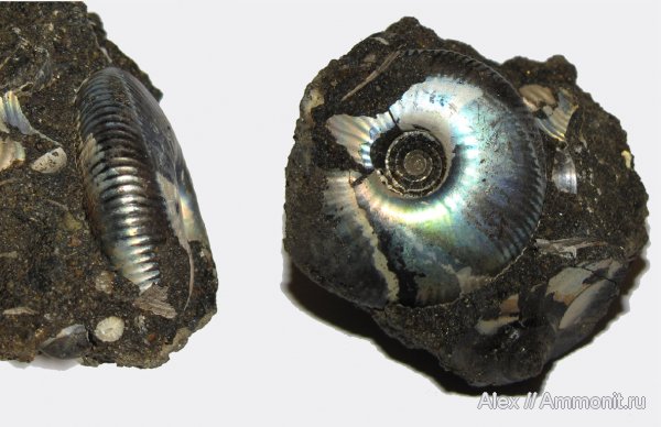 аммониты, юра, волжский ярус, Craspedites, Craspedites nekrassovi, Ammonites, Craspeditidae, Volgian, Jurassic