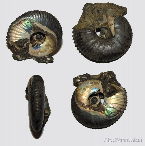 аммониты, юра, волжский ярус, Craspedites, Craspedites jugensis, Ammonites, Craspeditidae, Volgian, Jurassic