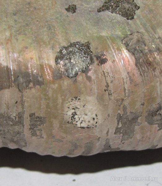 аммониты, юра, Михайлов, Binatisphinctes, яйца, Perisphinctidae, Ammonites, яйцевые капсулы, egg capsules, Jurassic