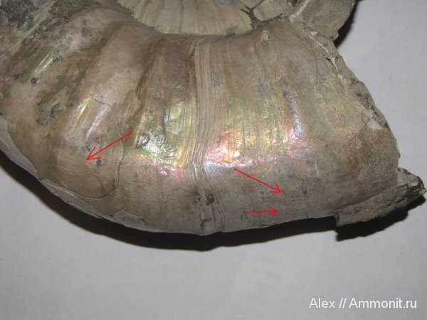 аммониты, юра, Михайлов, Binatisphinctes, Perisphinctidae, Ammonites, Megastriae, Jurassic