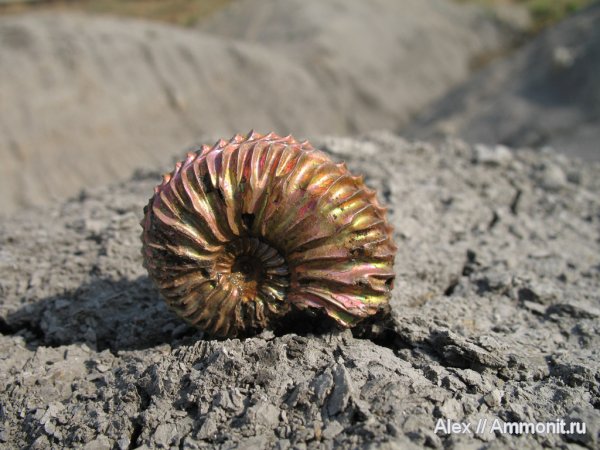 аммониты, юра, Михайлов, Cardioceras, оксфорд, Cardioceras quadrarium, Cardioceras caelatum, Cardioceratidae, Ammonites, Cardioceratinae, Oxfordian, Jurassic