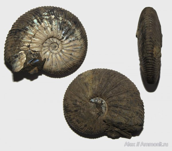 аммониты, юра, Virgatites, волжский ярус, Virgatites virgatus, Ammonites, Virgatitidae, Volgian, Jurassic
