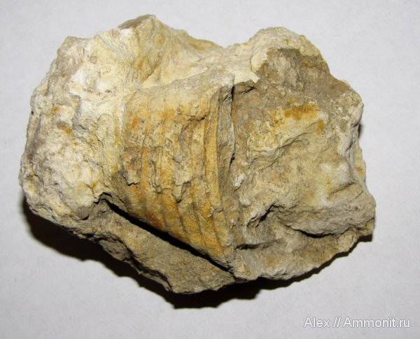 девон, головоногие моллюски, прямораковинные головоногие, Devonian