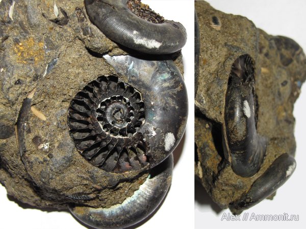аммониты, юра, Kachpurites, волжский ярус, Ammonites, Kachpurites cheremkhensis, Garniericeratinae, Volgian, Jurassic