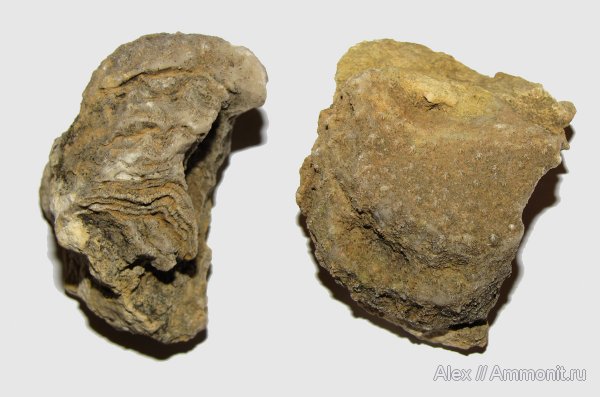 девон, губки, Devonian, строматопораты, Stromatoporoidea, гидроидные