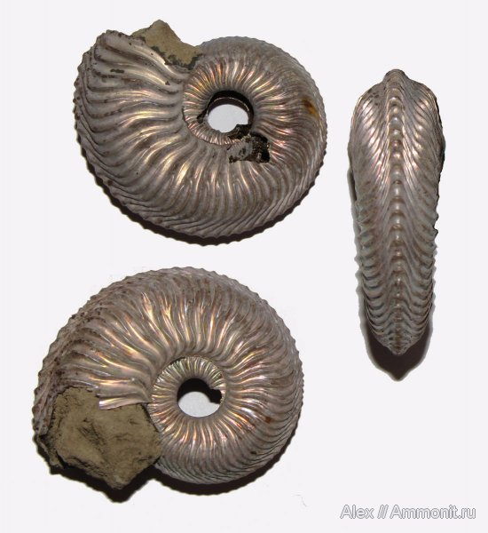аммониты, юра, Михайлов, Cardioceras, Cardioceratidae, Ammonites, Cardioceratinae, Cardioceras praecordatum, Jurassic